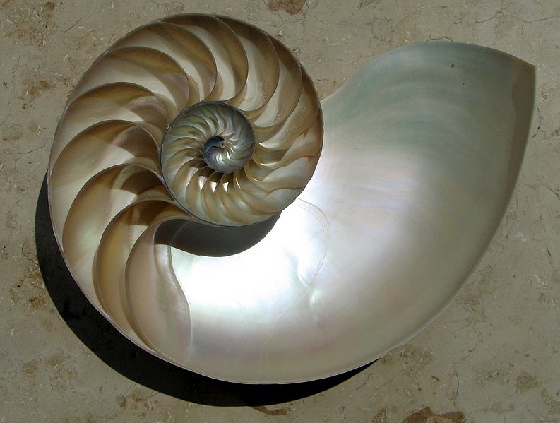 coquillage spirale